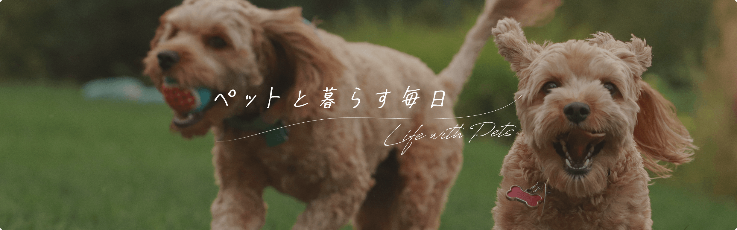 ペットと暮らす毎日